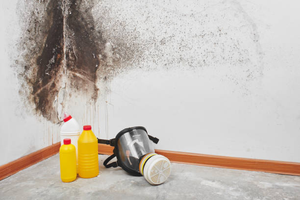 Best Attic Mold Remediation in Mexico, MO