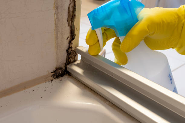 Best Residential Mold Remediation in Mexico, MO
