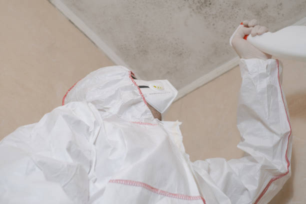 Best White Mold Remediation in Mexico, MO