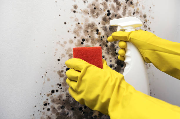 Best Black Mold Remediation in Mexico, MO