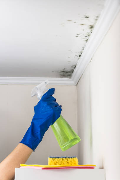 Best Residential Mold Remediation in Mexico, MO