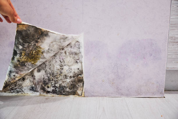 Trusted Mexico, MO Mold Remediation Experts
